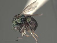 Hedychridium chamaeum image