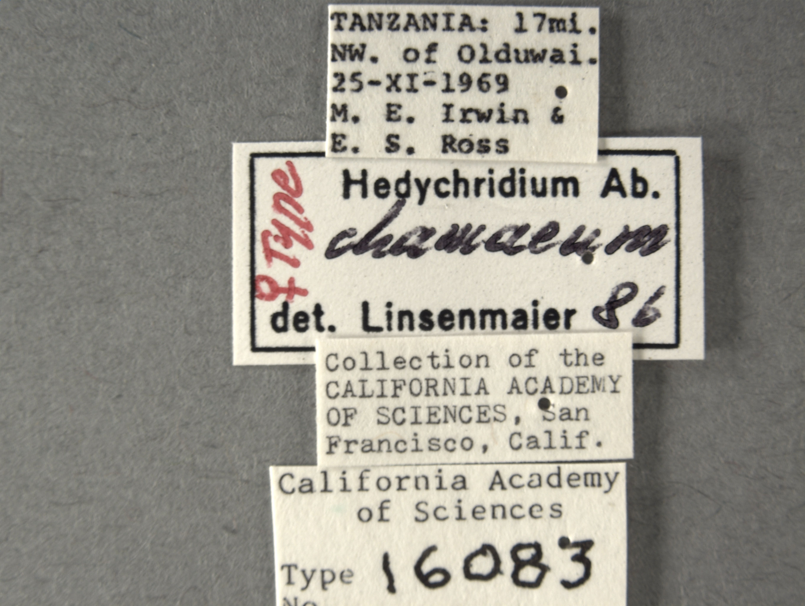 Hedychridium chamaeum image