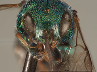 Hedychridium duplospinum image