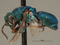 Hedychridium duplospinum image