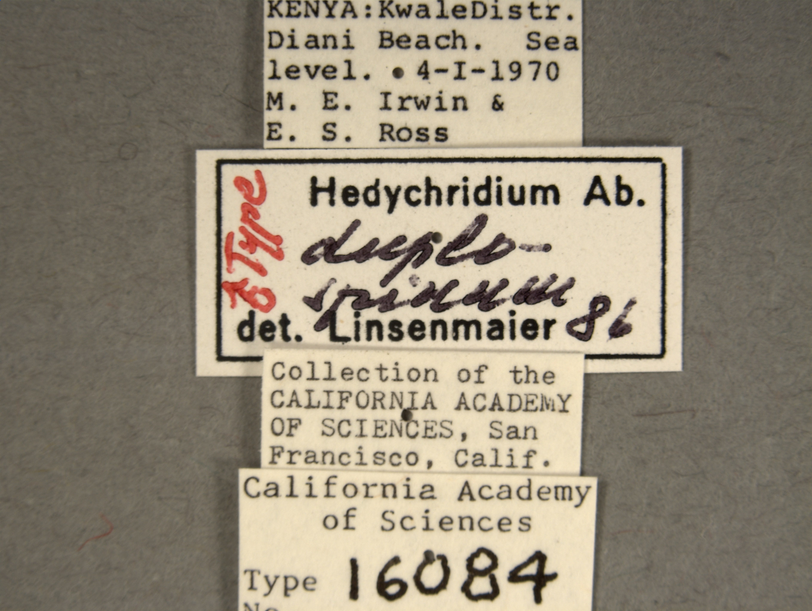 Hedychridium duplospinum image