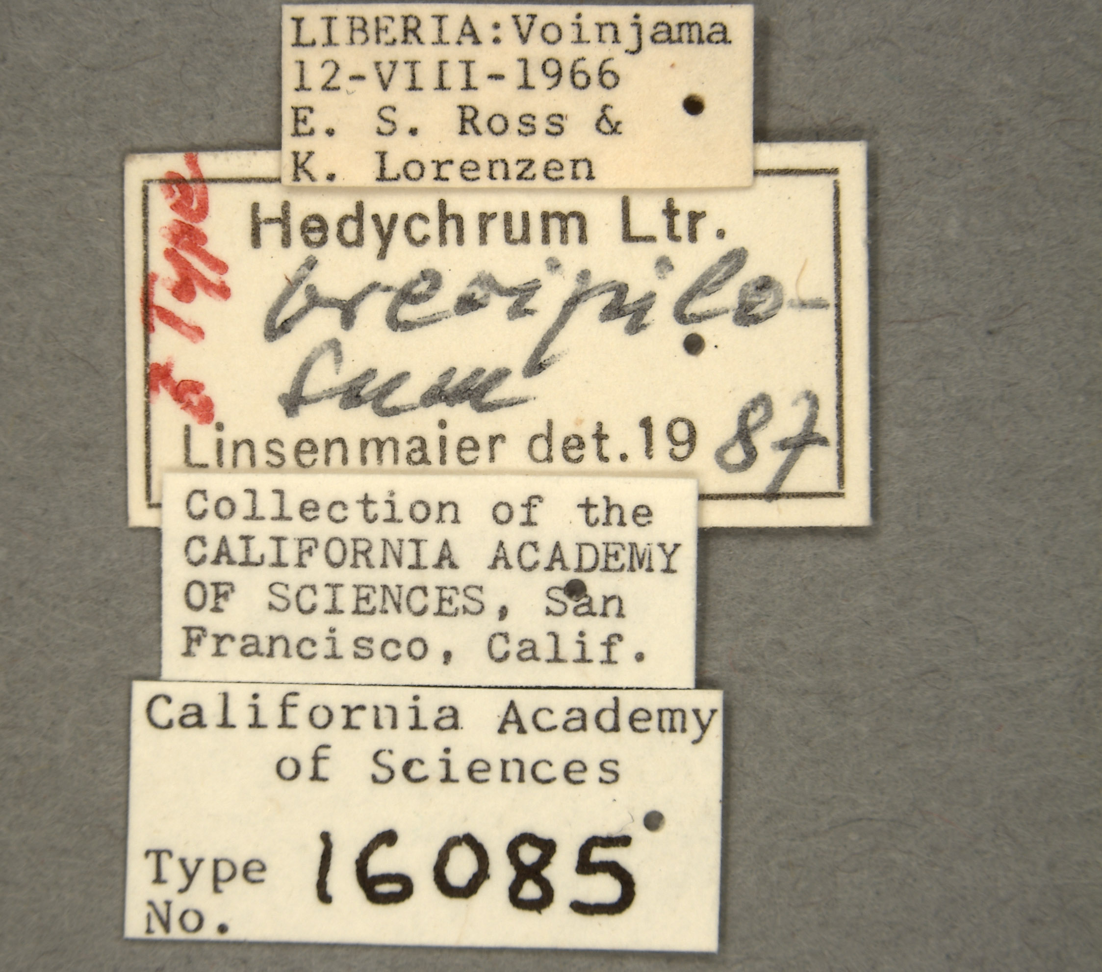 Hedychrum brevipilosum image