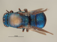 Hedychrum brevitempum image