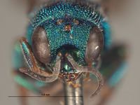 Hedychrum brevitempum image