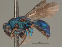 Hedychrum brevitempum image