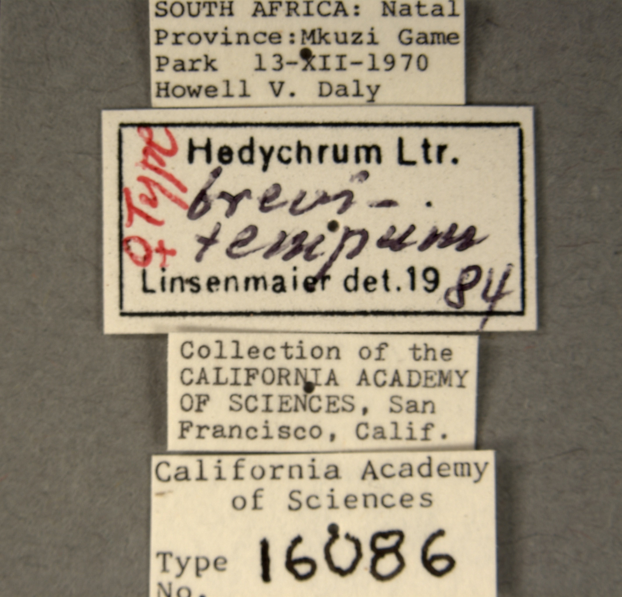 Hedychrum brevitempum image