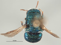 Hedychrum dentibasale image