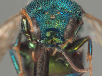 Hedychrum dentibasale image