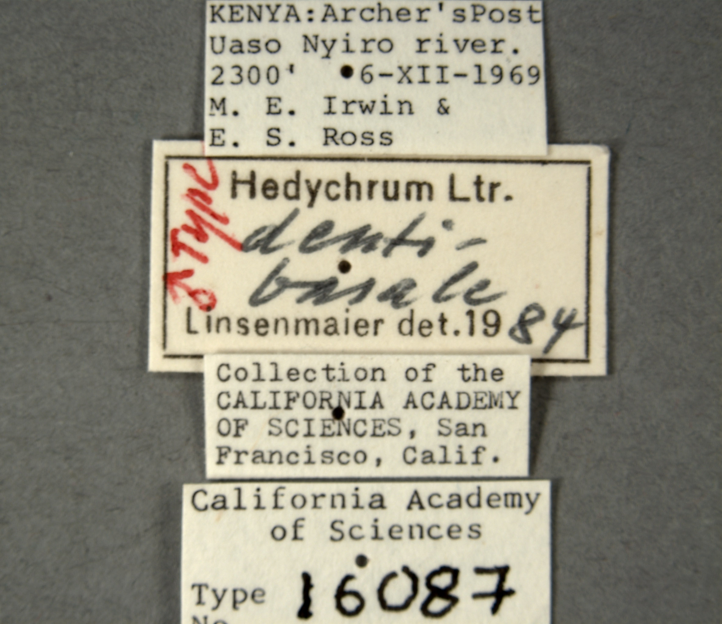 Hedychrum dentibasale image