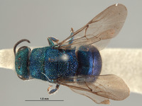 Hedychrum indifferentum image