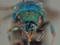 Hedychrum indifferentum image