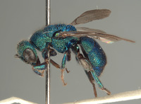 Hedychrum indifferentum image