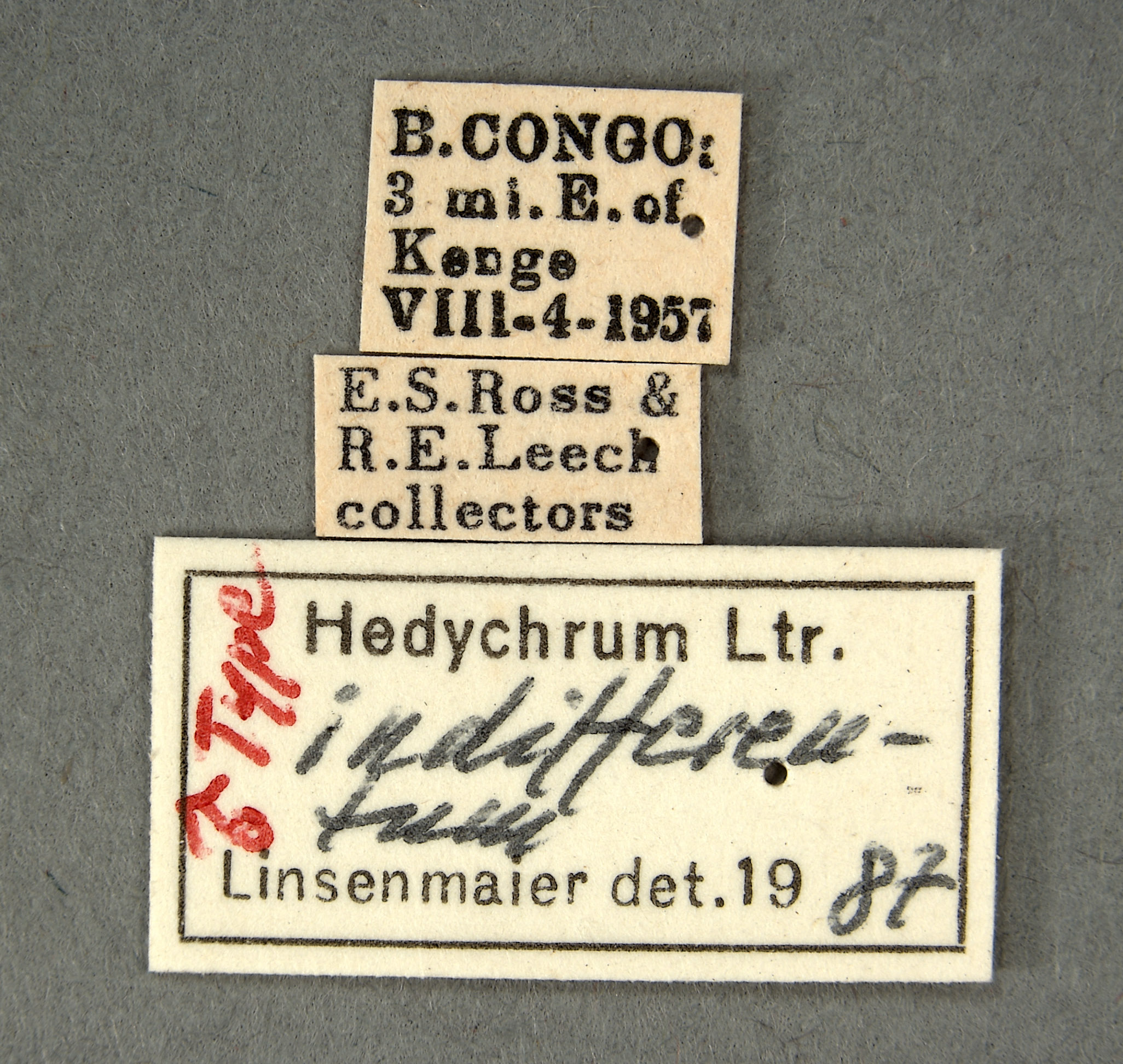 Hedychrum indifferentum image