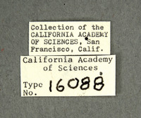 Hedychrum indifferentum image