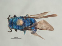 Hedychrum montanum image