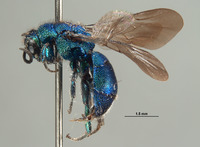 Hedychrum montanum image