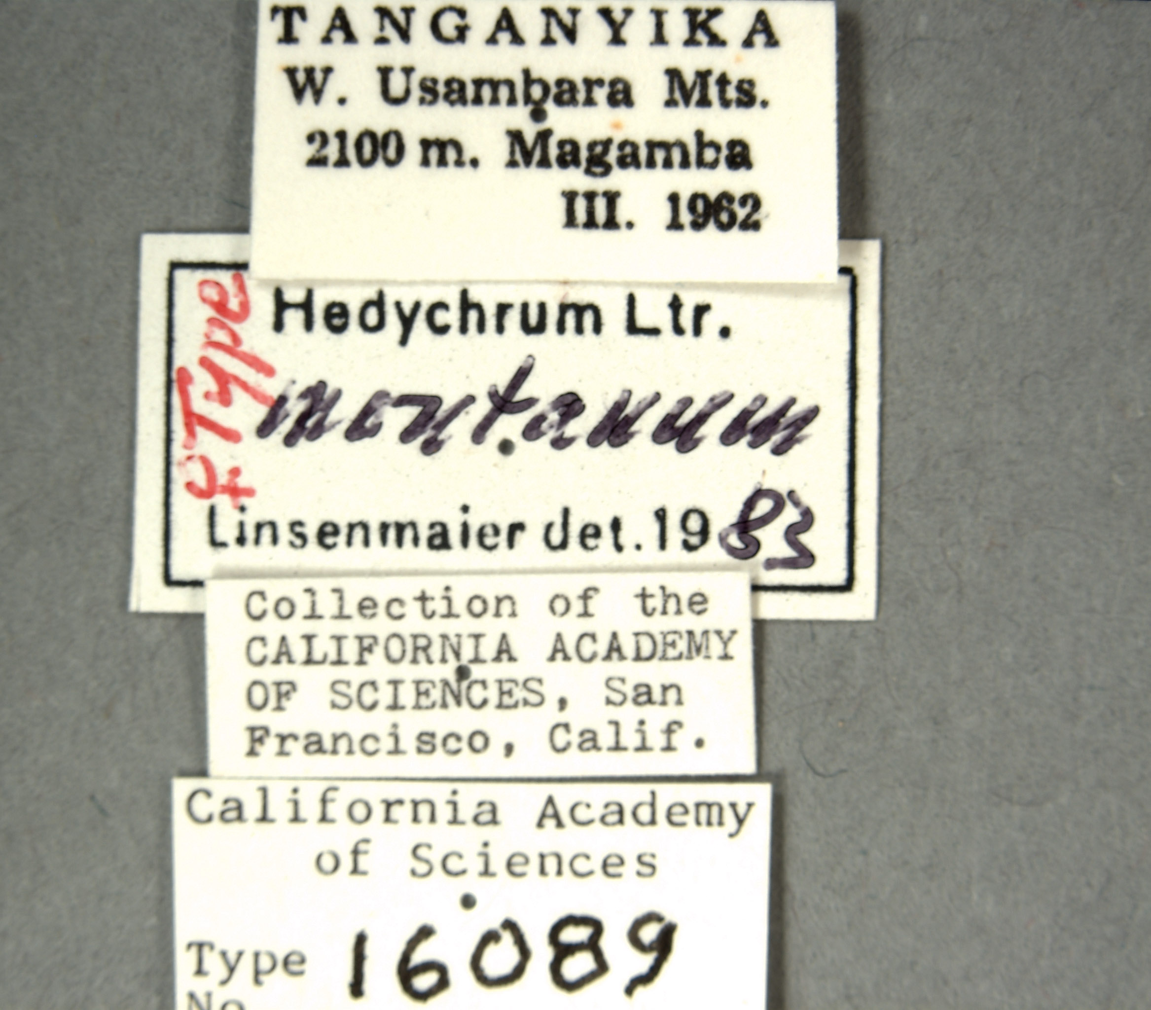 Hedychrum montanum image