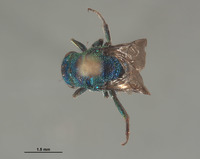 Hedychrum sexmaculatum image