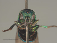 Hedychrum sexmaculatum image