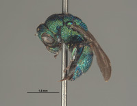 Hedychrum sexmaculatum image