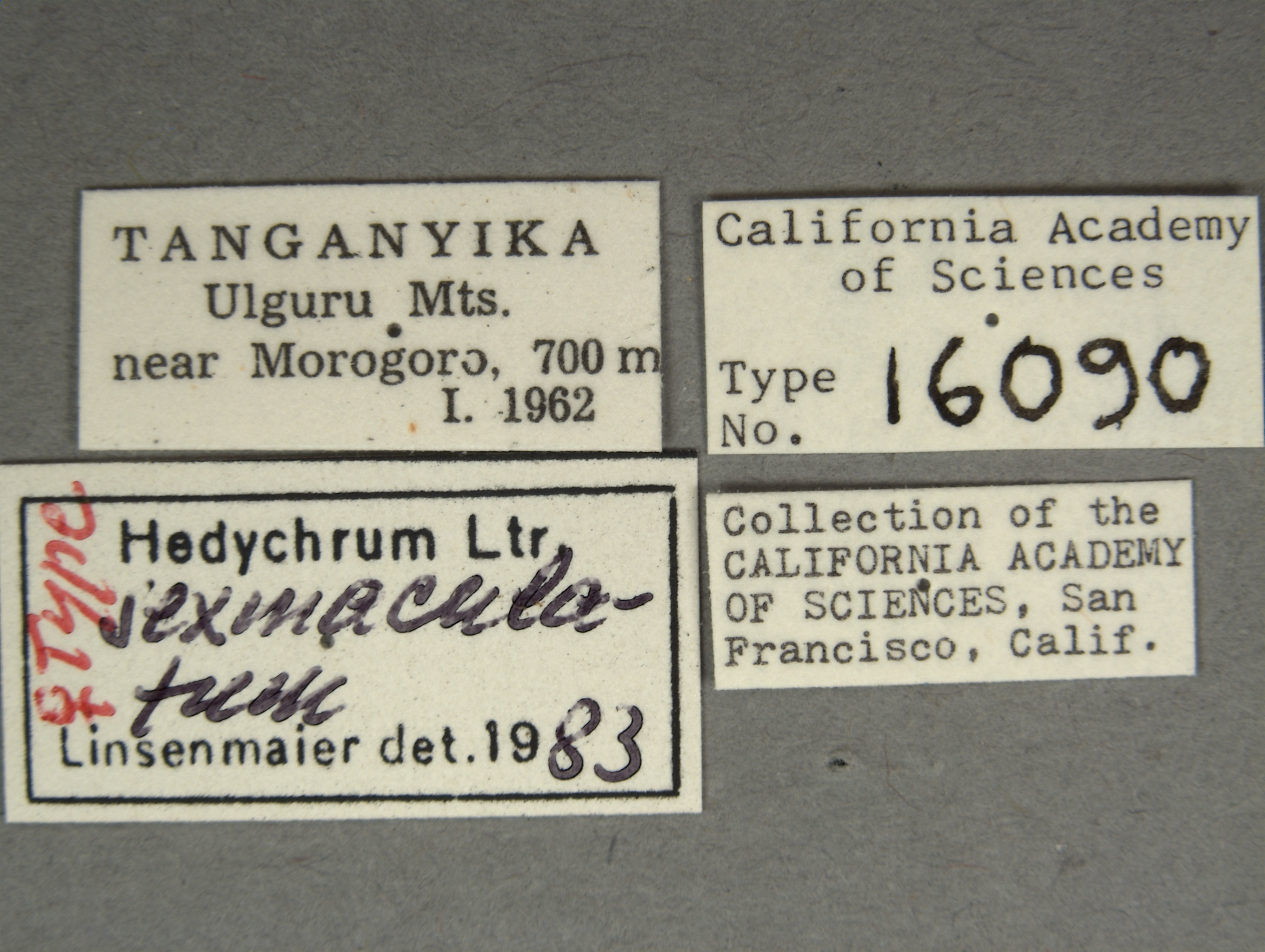 Hedychrum sexmaculatum image