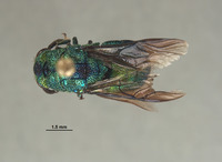 Praestochrysis dentica image