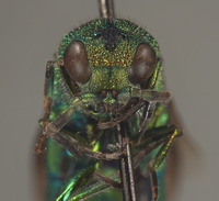 Praestochrysis dentica image