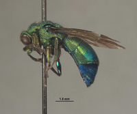 Image of Praestochrysis dentica