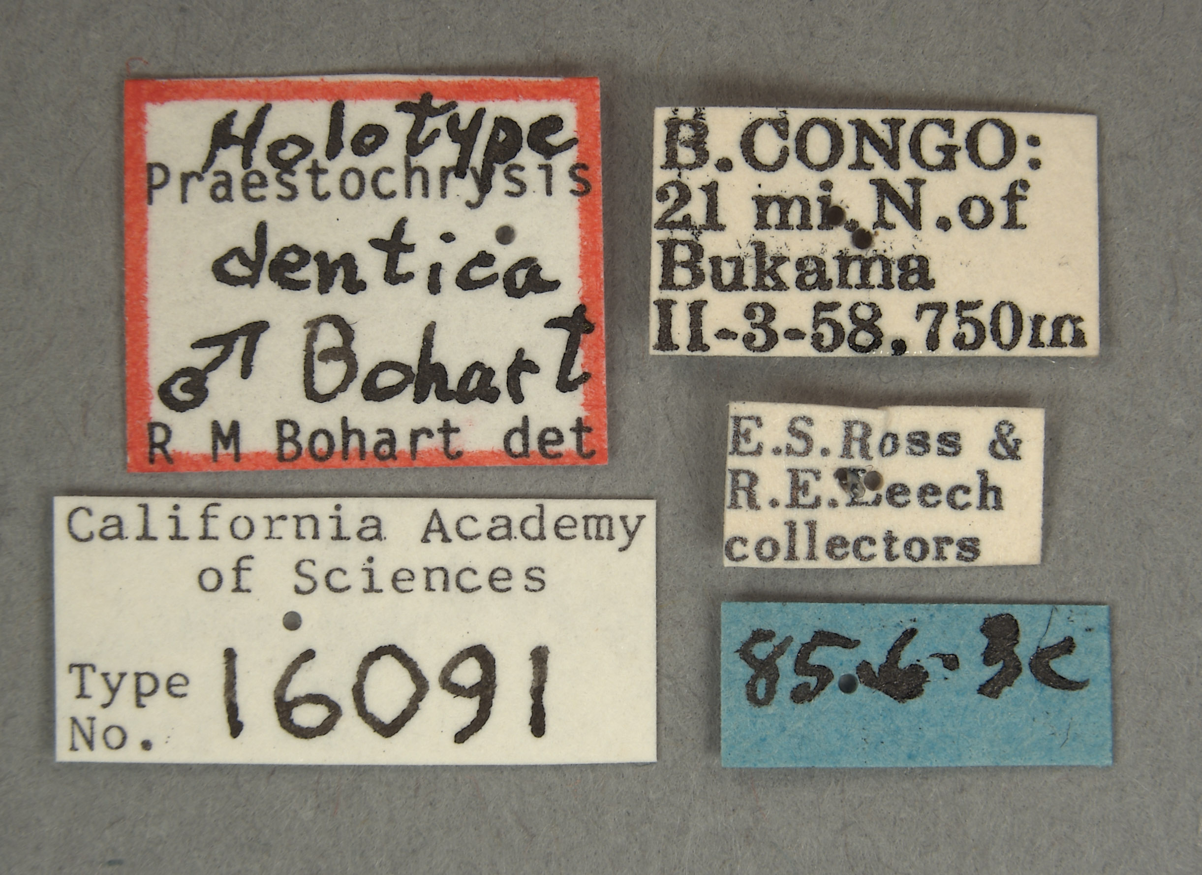 Praestochrysis dentica image