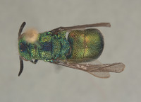 Image of Praestochrysis leechi