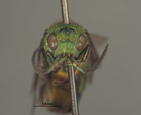 Praestochrysis leechi image