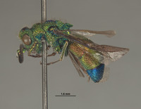 Praestochrysis leechi image