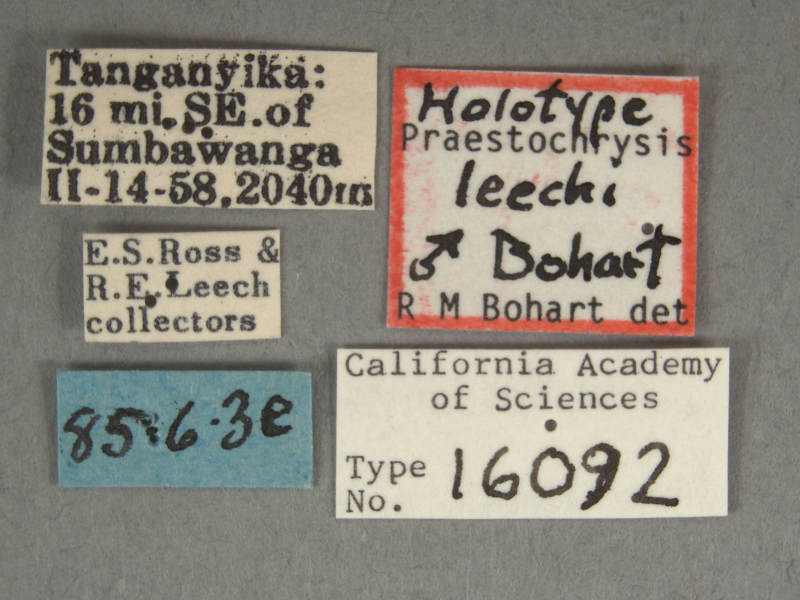 Praestochrysis image