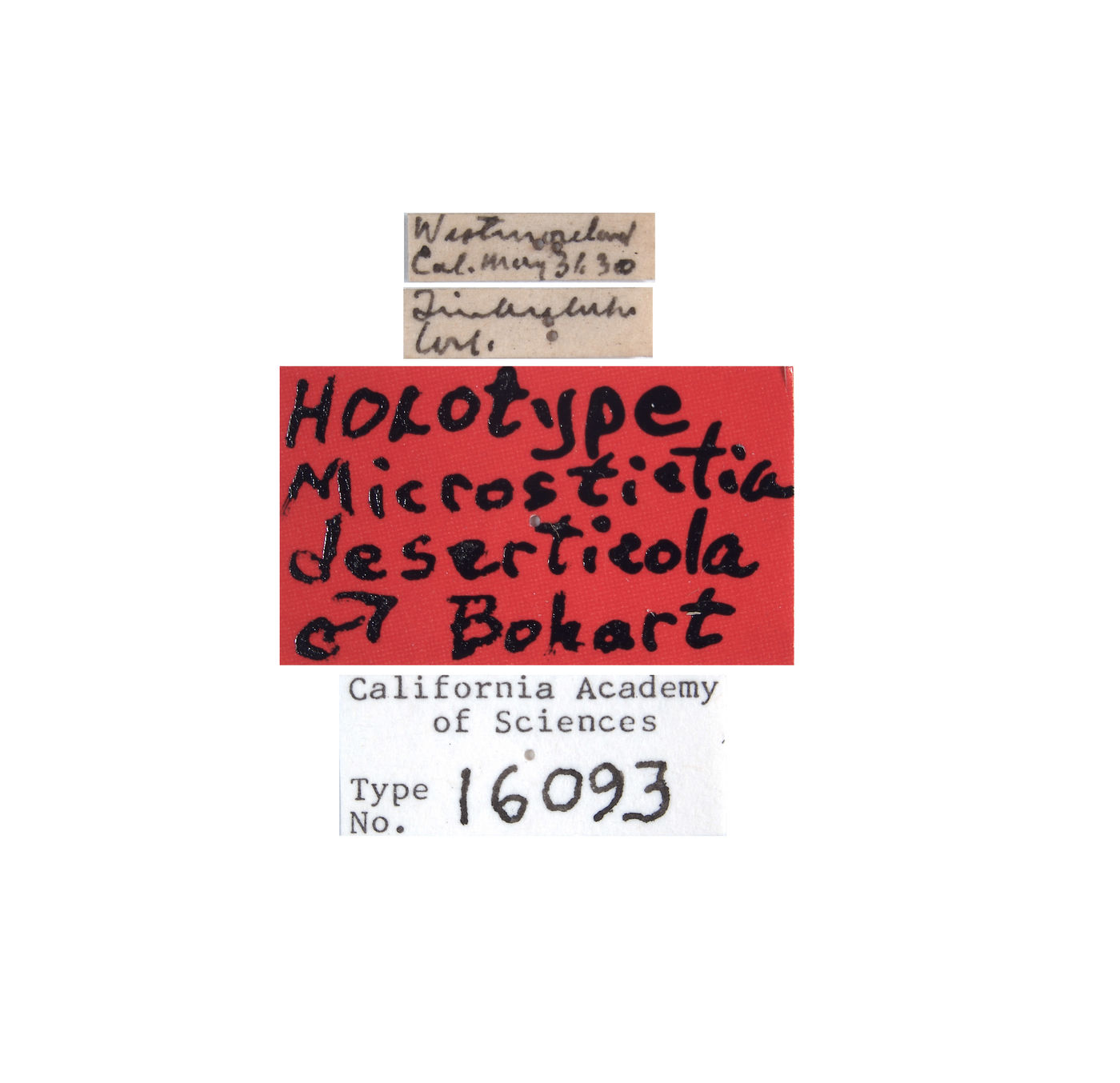 Microstictia deserticola image