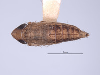 Lonatura puncta image