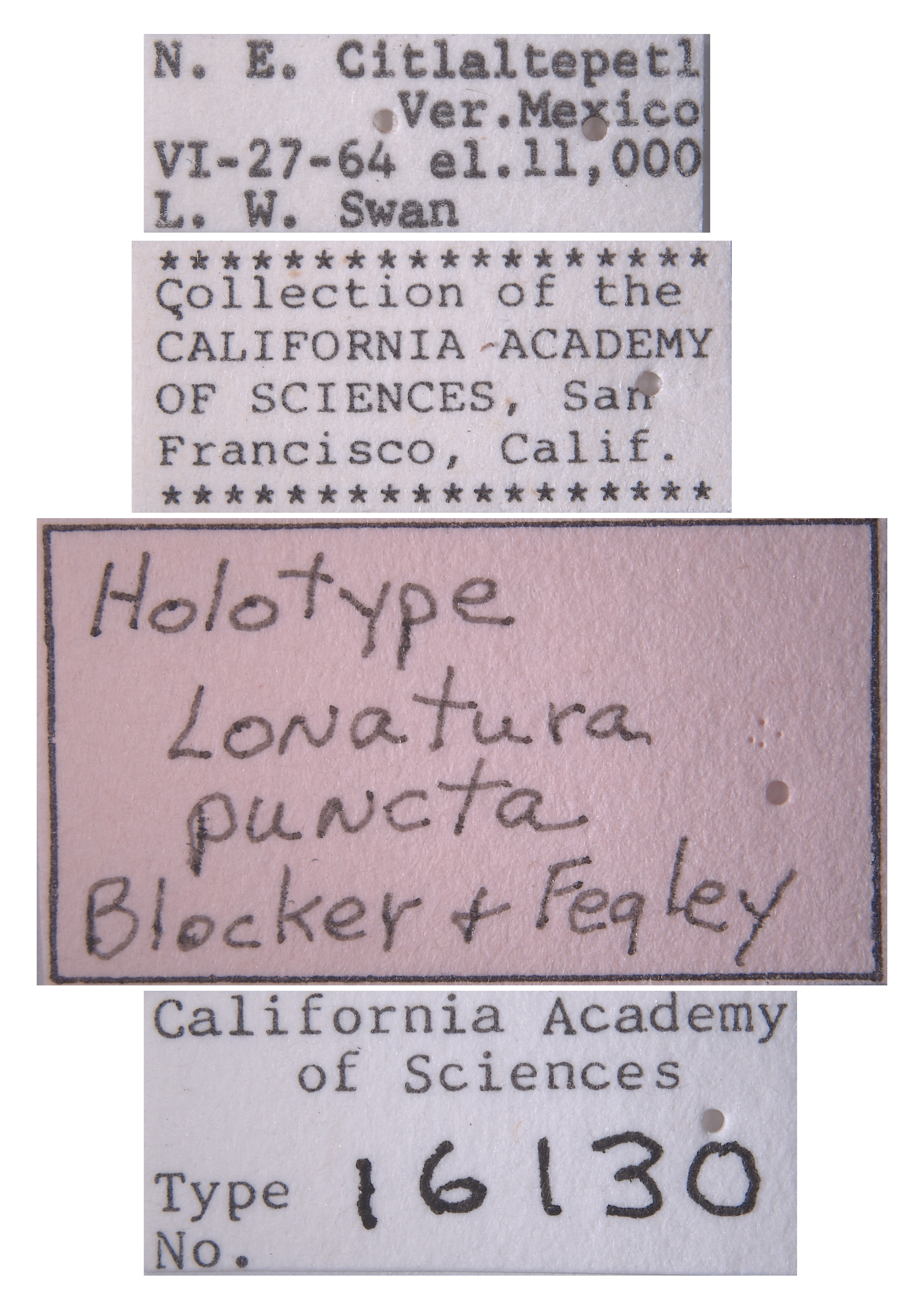 Lonatura puncta image