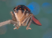 Atkinsoniella hupehna image