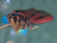 Atkinsoniella hupehna image