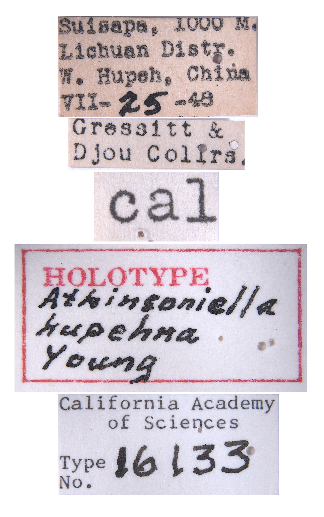 Atkinsoniella hupehna image