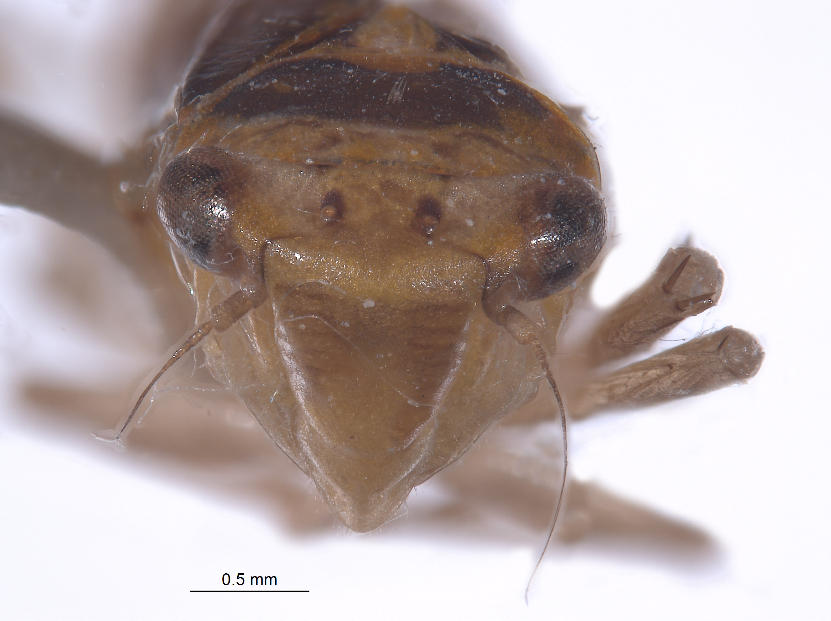 Atkinsoniella variata image