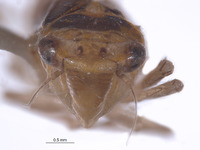 Atkinsoniella variata image