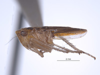 Atkinsoniella variata image