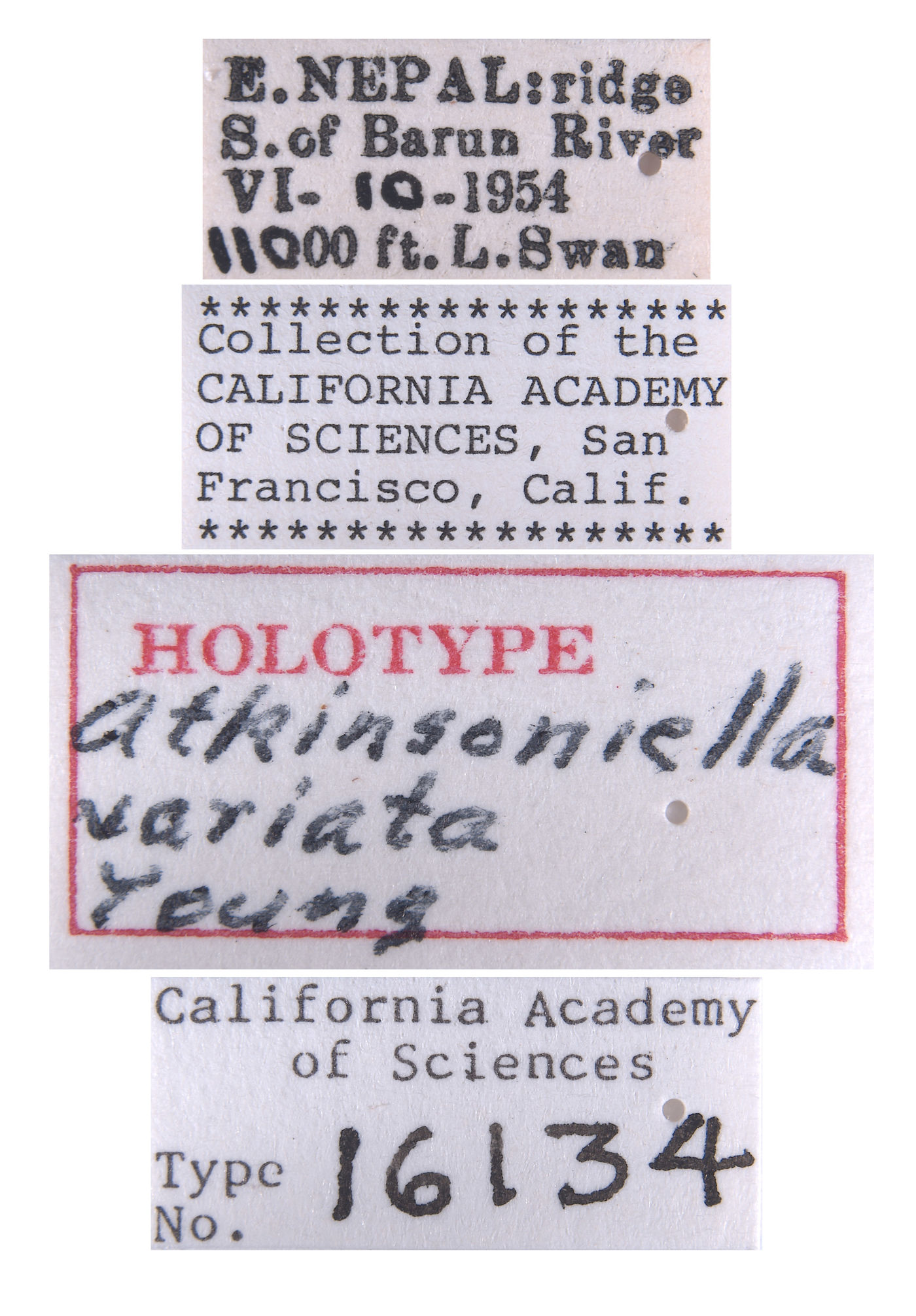 Atkinsoniella variata image