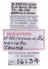 Atkinsoniella variata image
