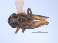 Nanatka deficiens image