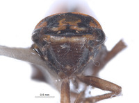 Nanatka deficiens image