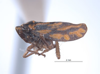 Nanatka deficiens image