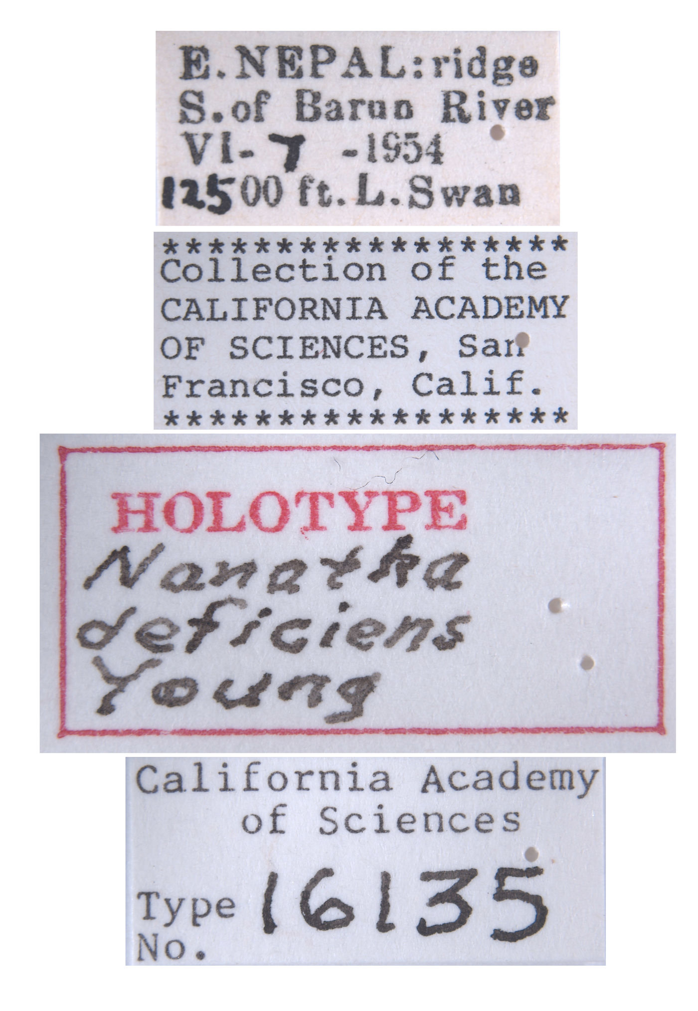 Nanatka deficiens image