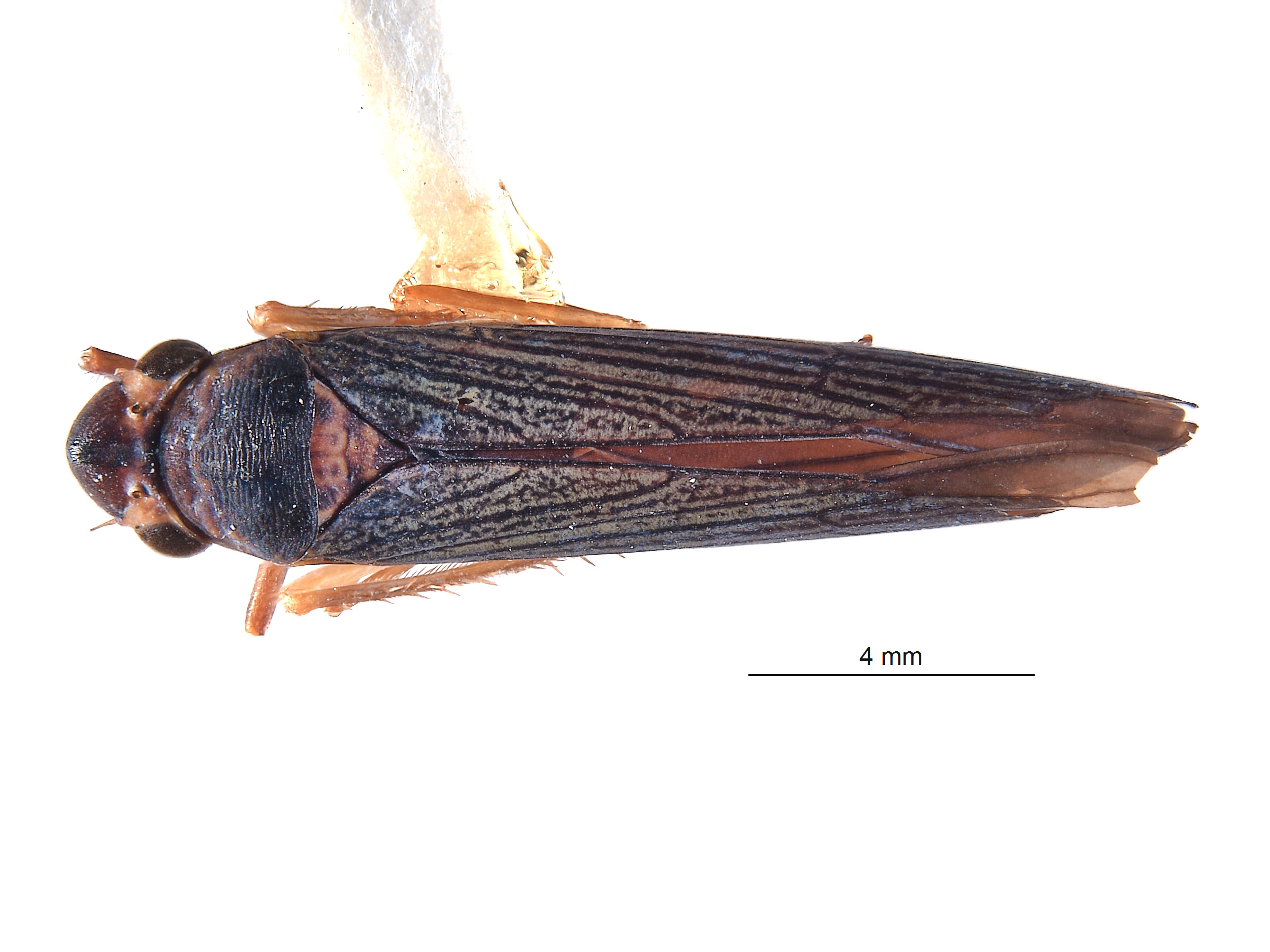 Tettigellita funesta image