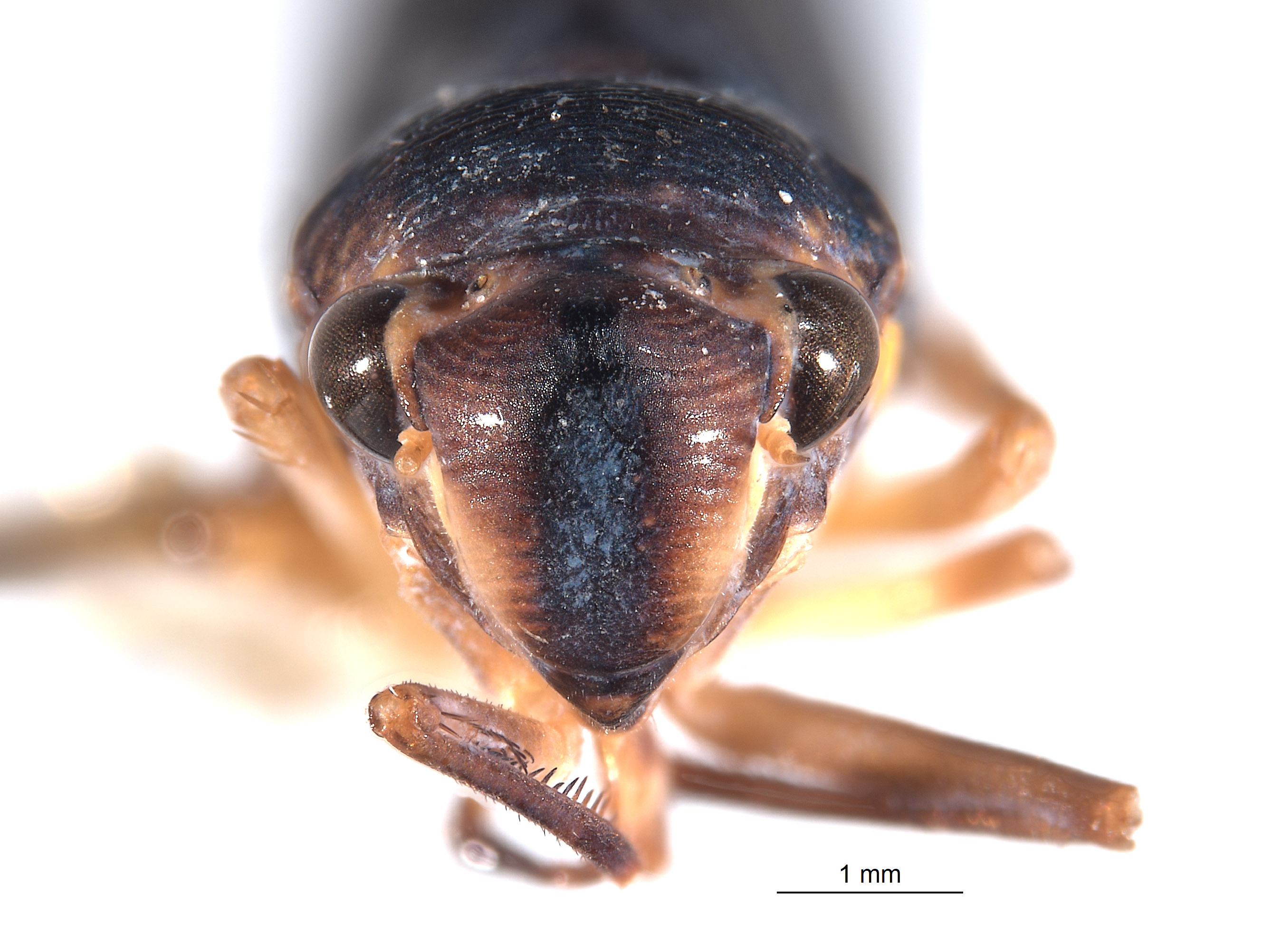 Tettigellita funesta image